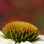 Macro