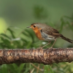 roodborst