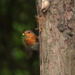 roodborst