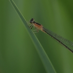Macro