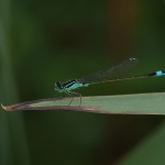 Macro
