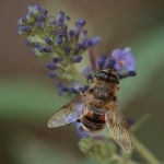 Macro