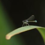 Macro
