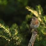 roodborst