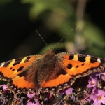 Macro
