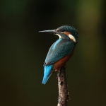ijsvogel