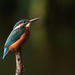 ijsvogel