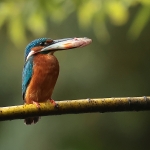 ijsvogel