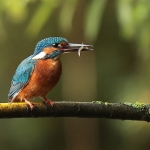 ijsvogel