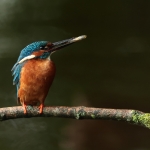 ijsvogel