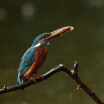 ijsvogel