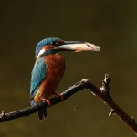 ijsvogel
