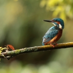 ijsvogel