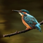 ijsvogel