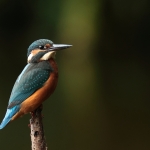 ijsvogel