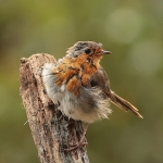 roodborst