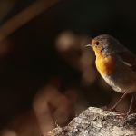 roodborst