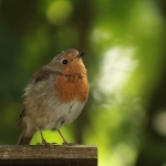 roodborst
