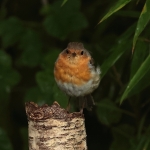 roodborst