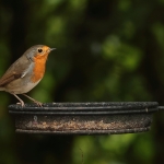 roodborst