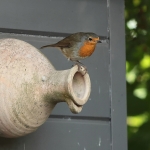 roodborst