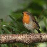 roodborst