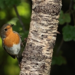 roodborst