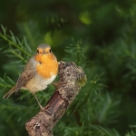 roodborst