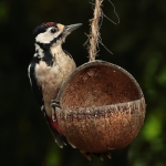 roodborst