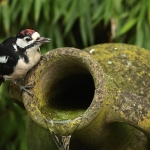 Vogels