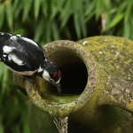 Vogels