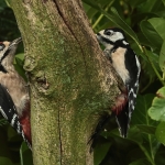 Vogels