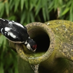 Vogels