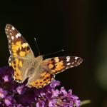 Macro