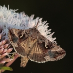 Macro