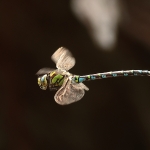 Macro