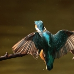 ijsvogel