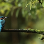 ijsvogel