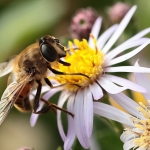 Macro