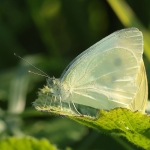 Macro