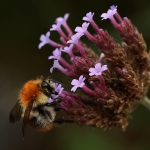 Macro