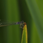 Macro