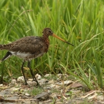 grutto
