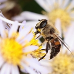 Macro