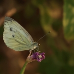Macro