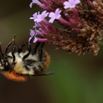 Macro