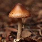 Macro