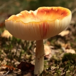 Macro
