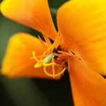 Macro