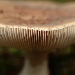 Macro